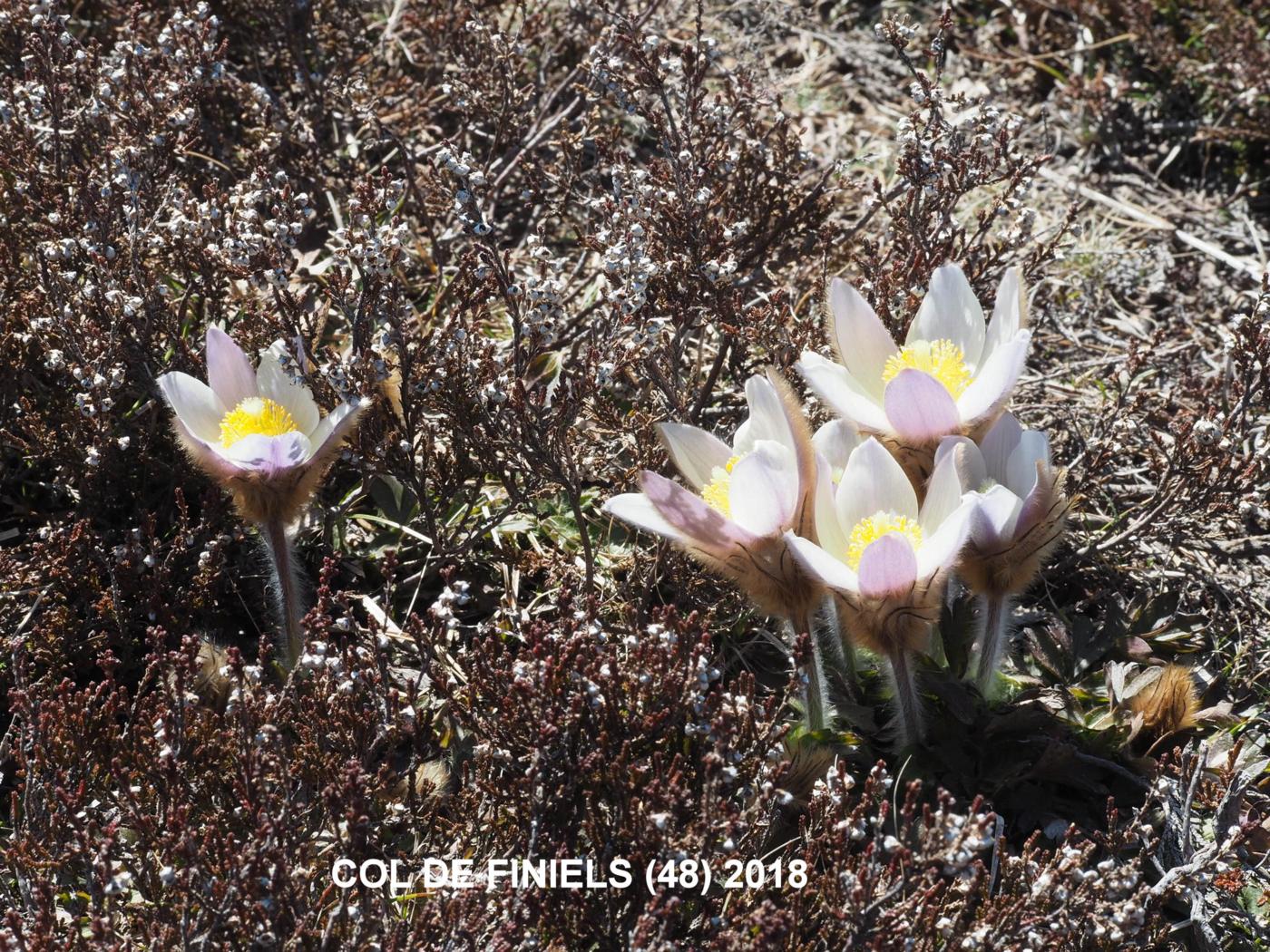 Pasque flower, Pale plant